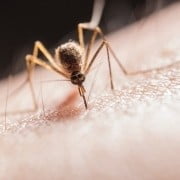 muggenplaag kruipruimte